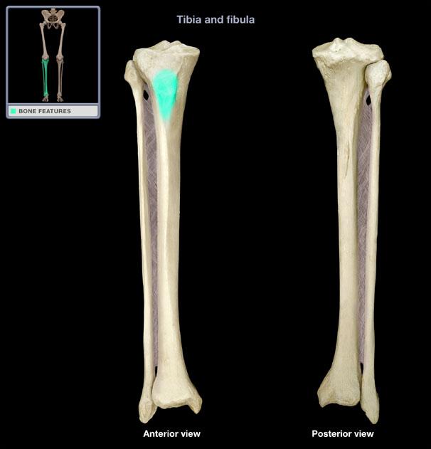 Tibial Tubercle Anatomy Human Body Anatomy Images And Photos Finder 5989