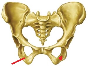 Level 7 - Anatomy and Physiology I - Memrise