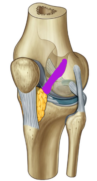 Level 7 - Knee Joint - Limb anatomy - Memrise