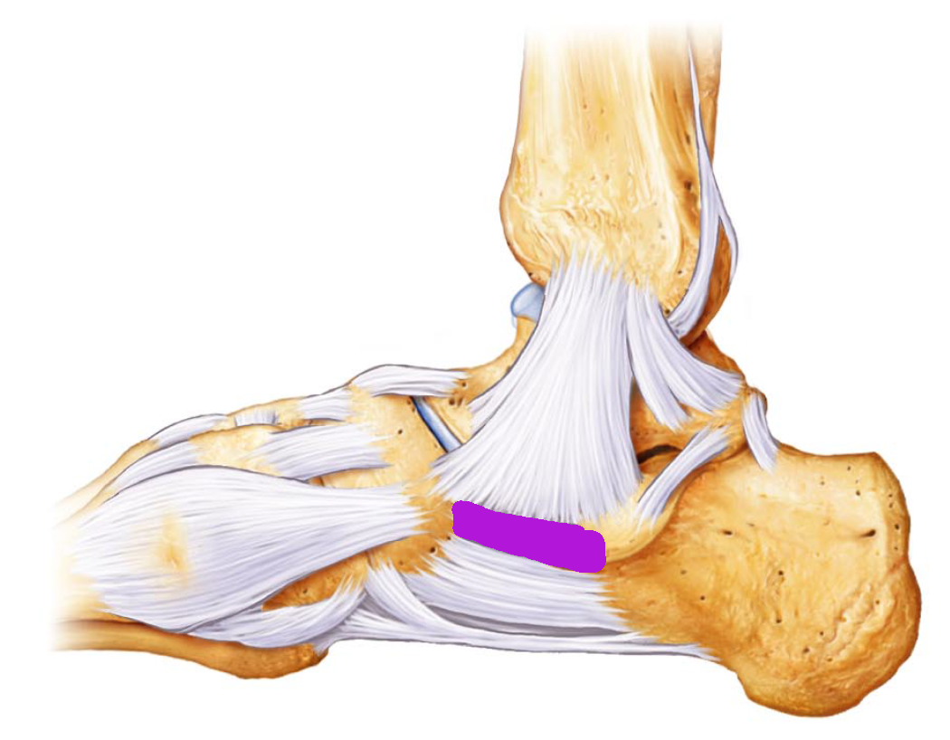 Level 8 - Ankle and Foot - Limb anatomy - Memrise