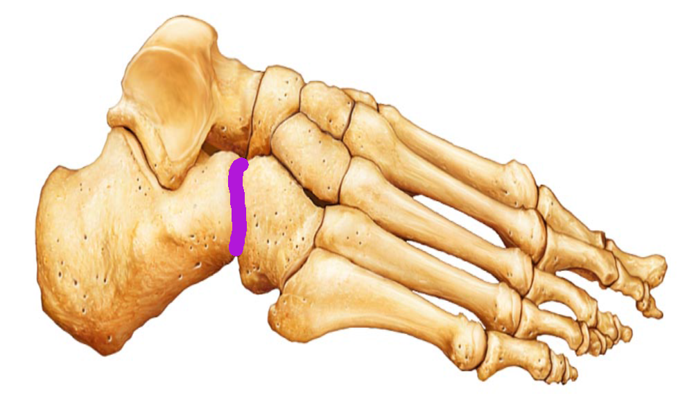 Level 8 - Ankle and Foot - Limb anatomy - Memrise