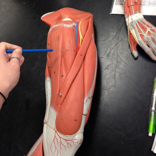 Level 8 - Lower Extremity Muscle - Anatomy and Physiology I - Memrise