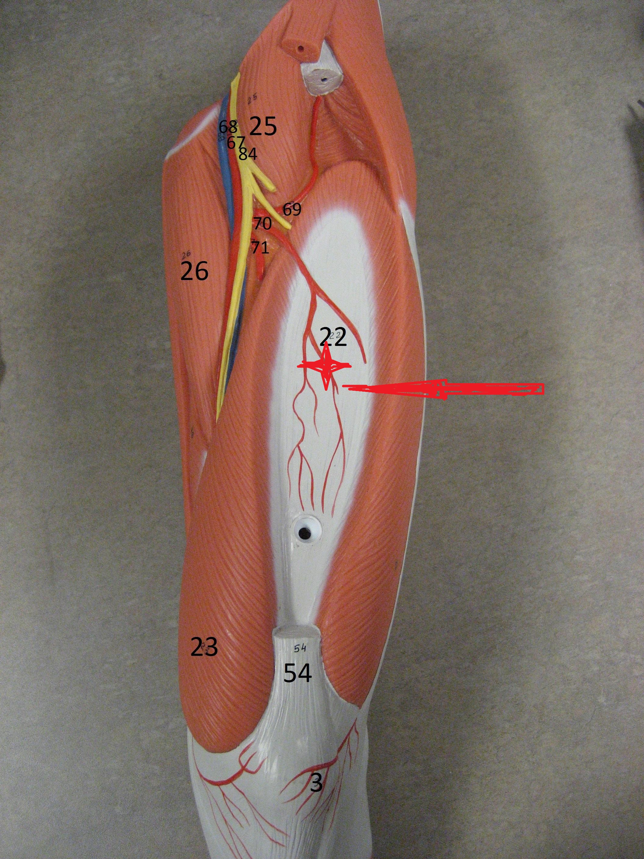 Level 8 - Lower Extremity Muscle - Anatomy and Physiology I - Memrise