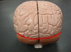 brain fissure transverse anatomy physiology neuron spinal cns reflex cord arc basic memrise quizlet