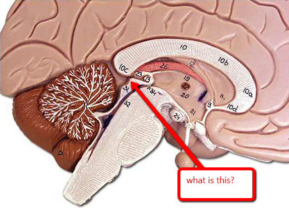 level-13-the-brain-pictures-anatomy-and-physiology-i-memrise