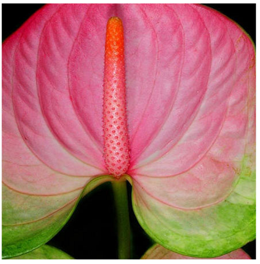 Level 3 Flowers 35 50 50 Most Beautiful Flowers In The World Level 3 Flowers 35 50 50 Most Beautiful Flowers In The World