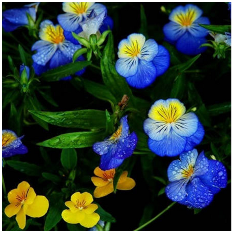 Level 3 Flowers 35 50 50 Most Beautiful Flowers In The World Level 3 Flowers 35 50 50 Most Beautiful Flowers In The World
