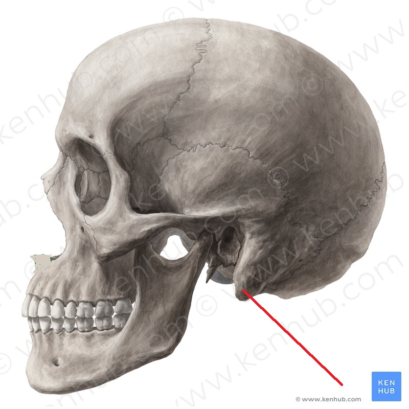 Level 40 - Anatomy Sections #Asu - Memrise