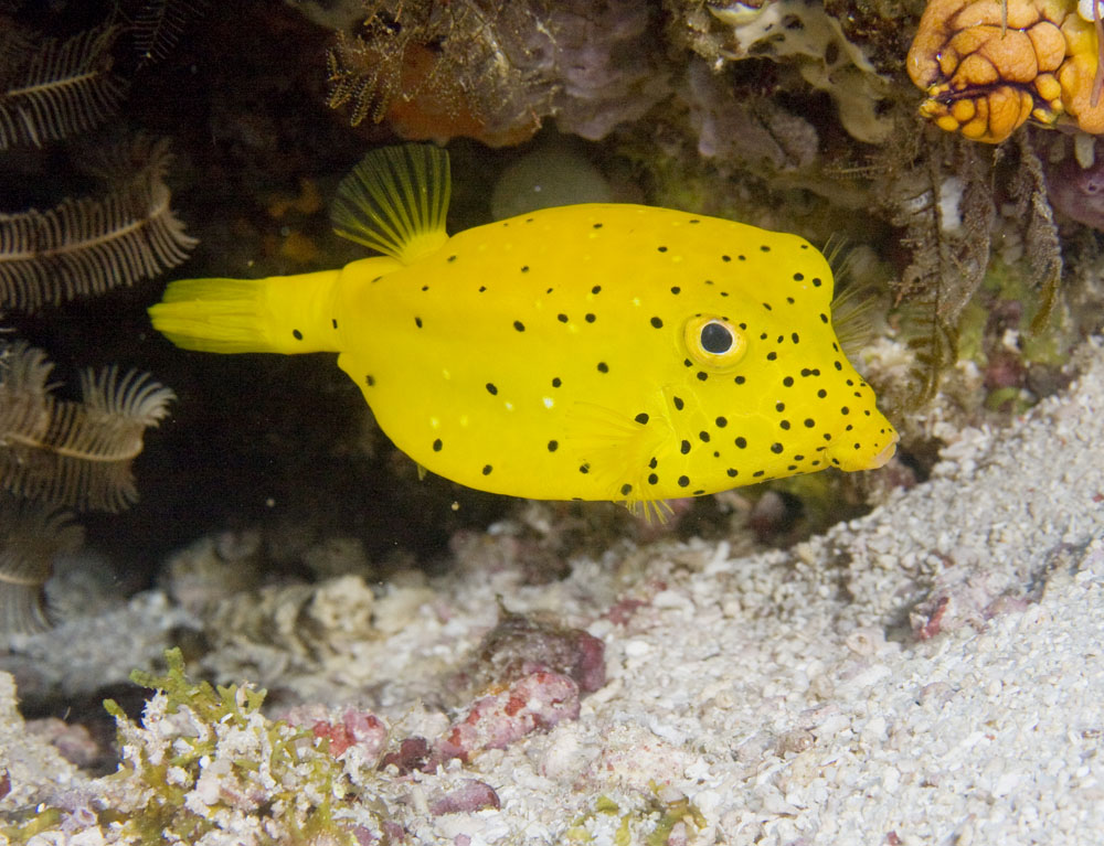 Level 27 - Boxfish and Puffers (name them) - Tropical Coral Reef Fish ...