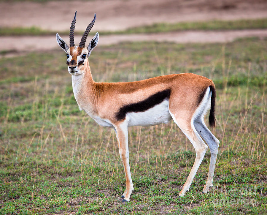 gazelle vs gazelle 2