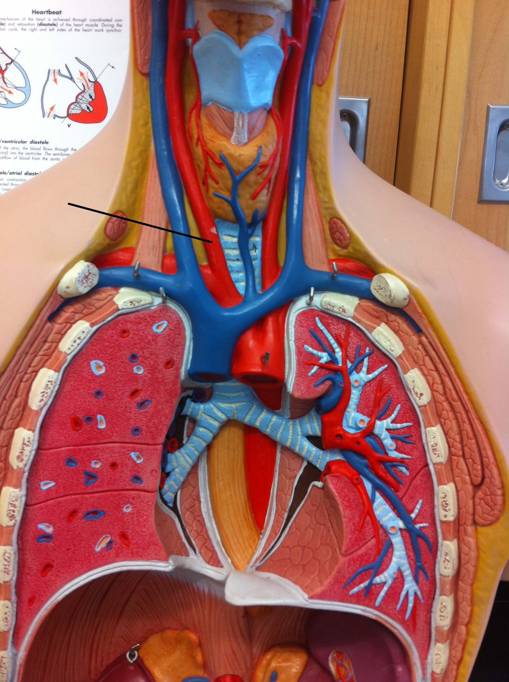 level-9-anatomy-and-physiology-ii-memrise