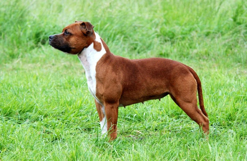 Стаффордширский терьер фото взрослой собаки стандарт опасен ли