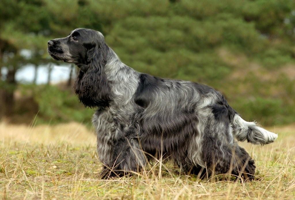 Level 8 - Rasgroep 8 Retrievers, Spaniels en Waterhonden - Hondenrass ...