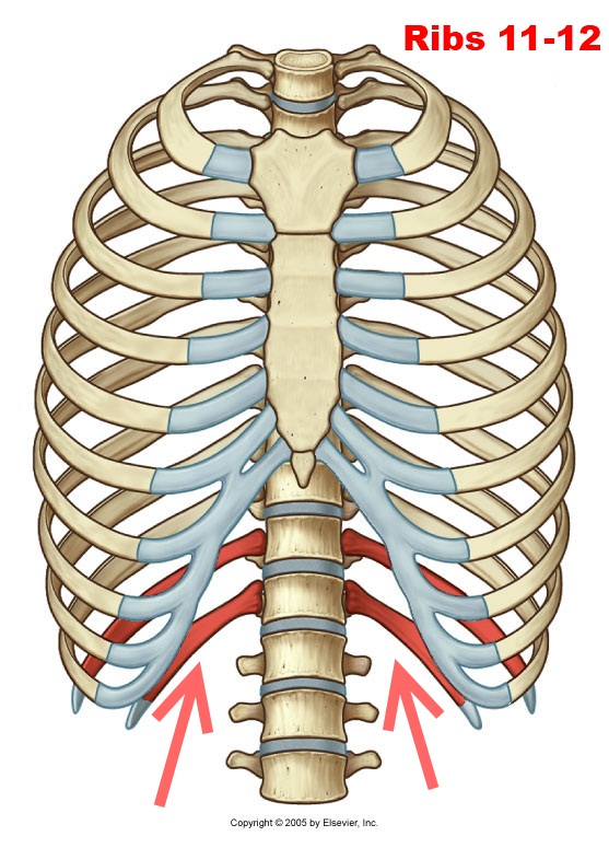 level-3-durham-university-medicine-year-one-memrise