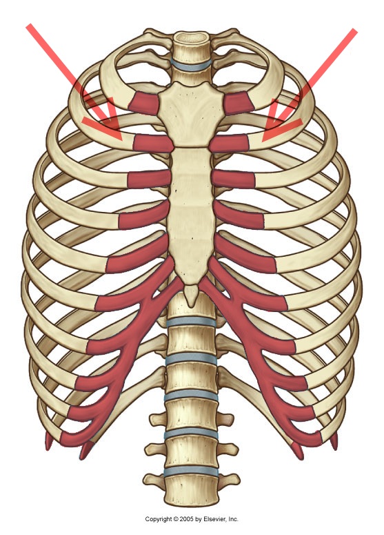 Легкие между ребер. Грудная клетка анатомия и 2 ребра. Cartilago costalis. Грудная клетка анатомия 10 ребро.
