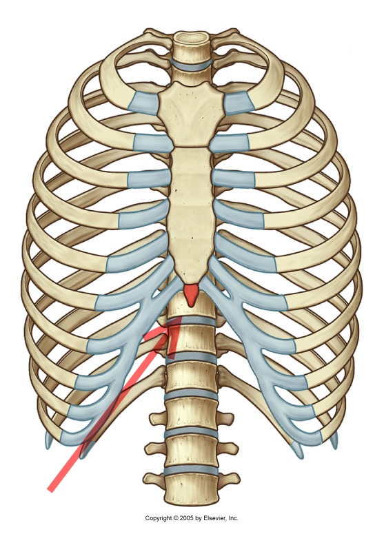 Соединение между ребрами. Анатомия грудной клетки: Грудина. Рукоятка грудины мечевидный отросток. Angulus Sterni. Синхондроз мечевидного.
