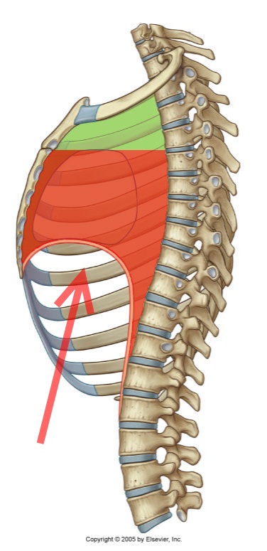 Level 7 - Durham University Medicine (Year One), - Memrise