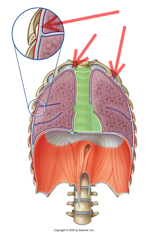 Level 7 Durham University Medicine Year One Memrise