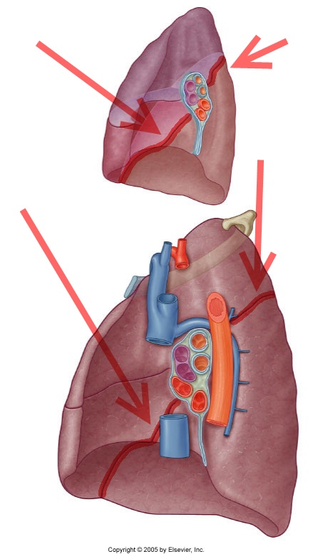 Level 8 Durham University Medicine Year One Memrise