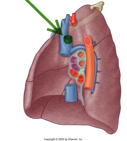 Level 9 - Durham University Medicine (Year One), - Memrise