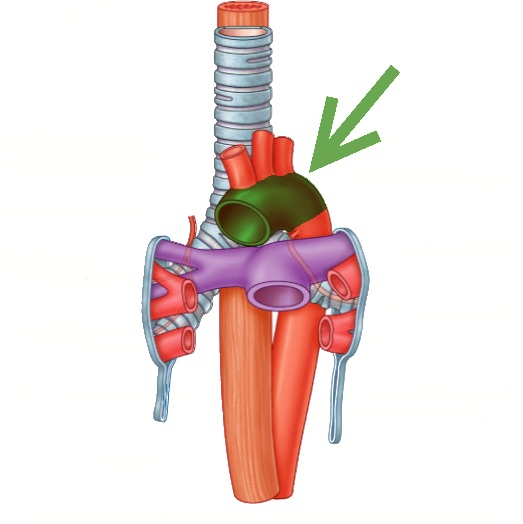 Level 10 Durham University Medicine Year One Memrise