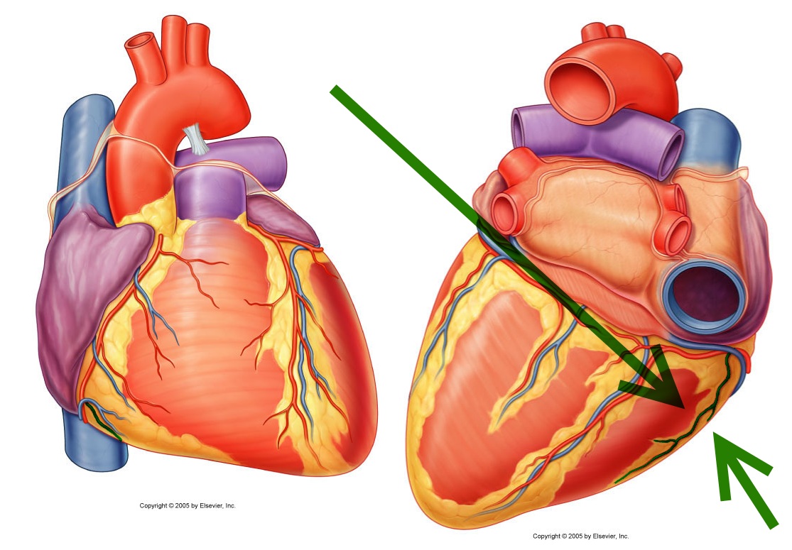 level-14-durham-university-medicine-year-one-memrise