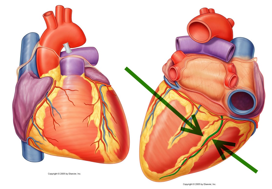 level-14-durham-university-medicine-year-one-memrise