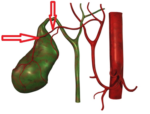 Level 22 Blood vessels on trunk and abdominal cavity Anatomy and P