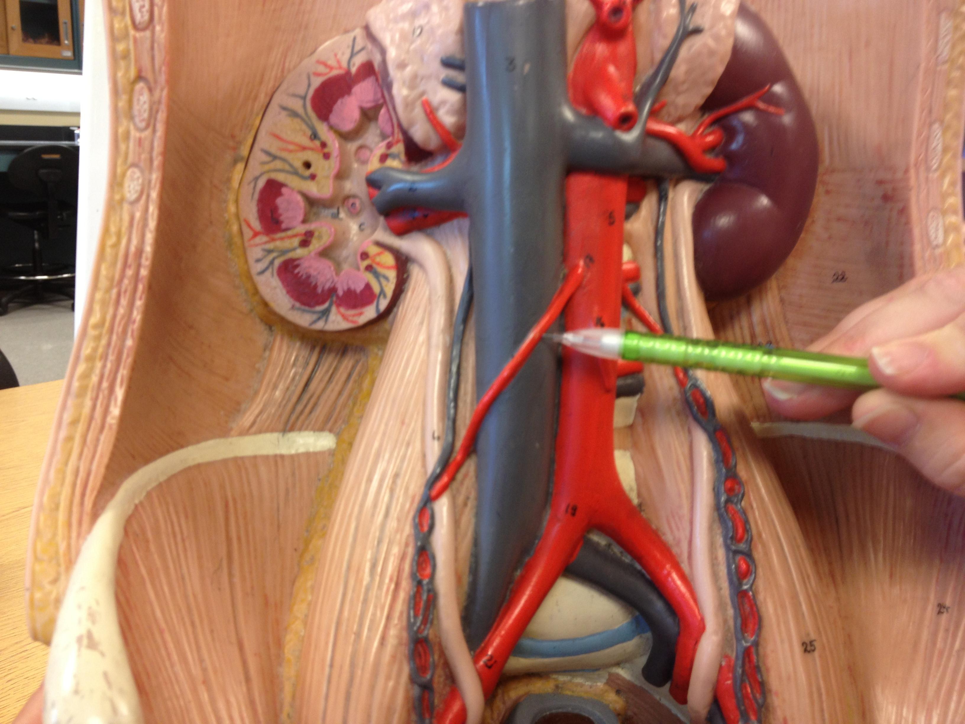 Level 22 - Blood vessels on trunk and abdominal cavity - Anatomy and P