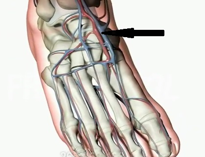 Level 24 - Anatomy and Physiology II - Memrise
