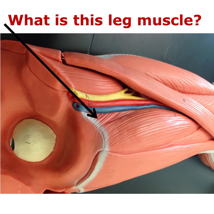 Level 31 Muscles of the Extremities Models Human Anatomy I Memrise