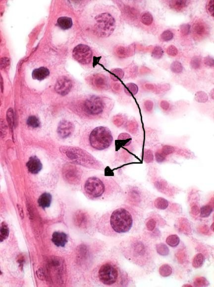 Level 2 - functional histology, - Memrise