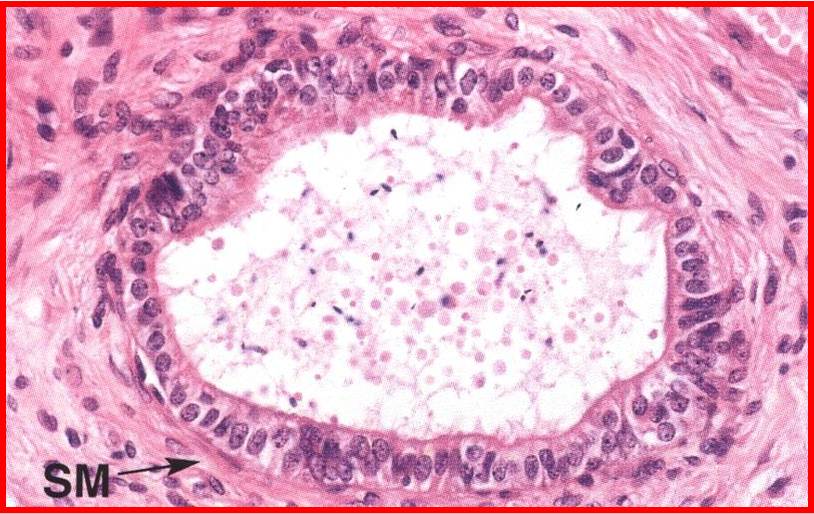 Level 2 - functional histology, - Memrise