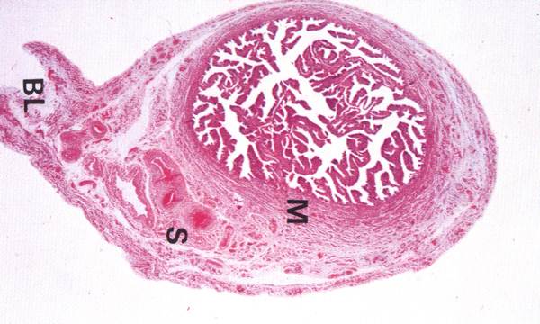 Level 2 - functional histology, - Memrise