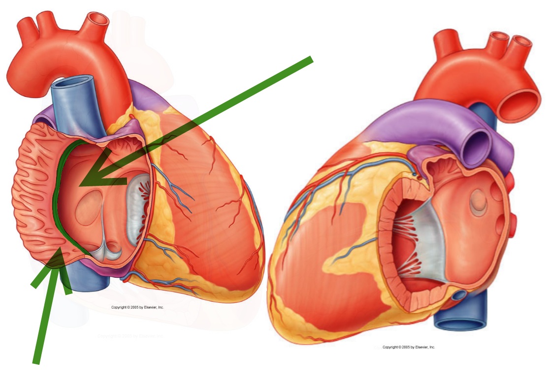 level-15-durham-university-medicine-year-one-memrise