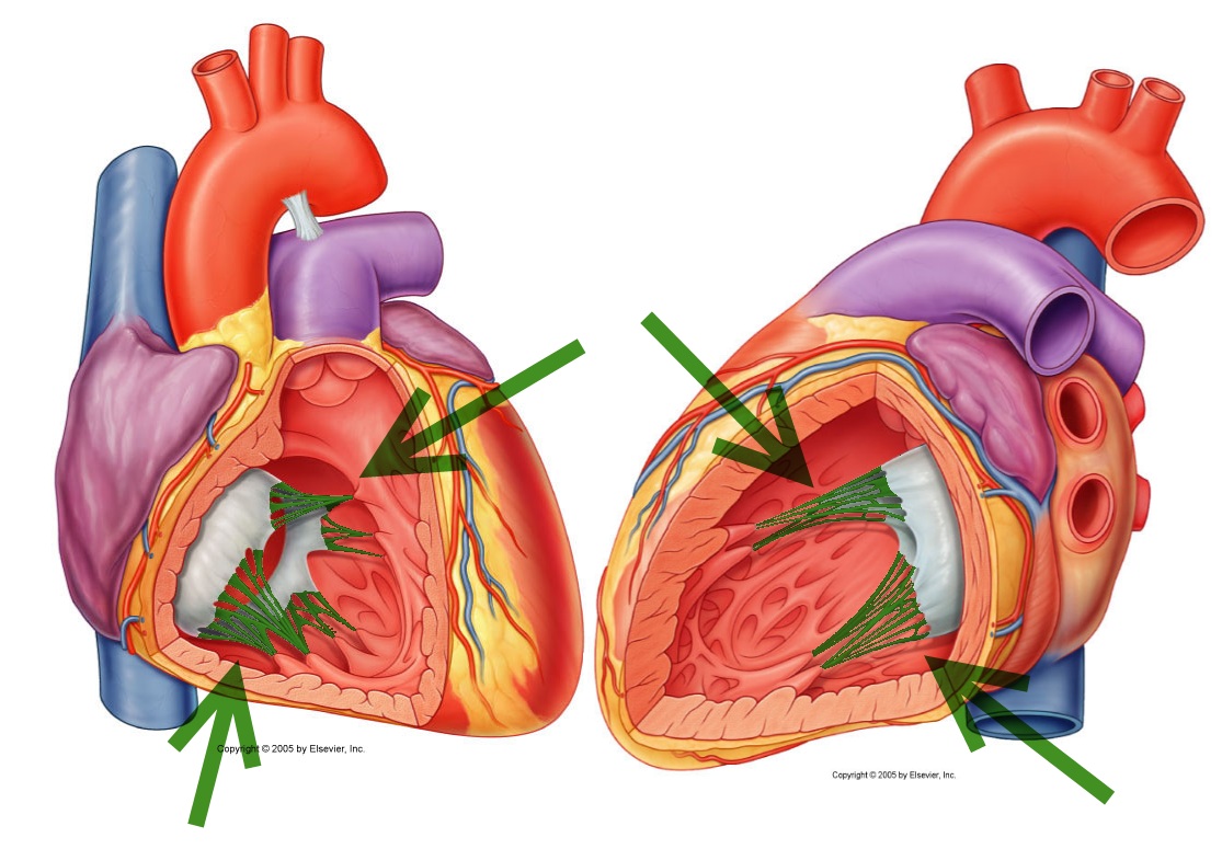 Level 15 - Durham University Medicine (Year One), - Memrise