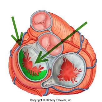 Level 17 - Durham University Medicine (Year One), - Memrise