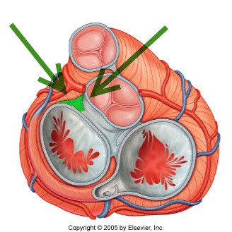 Level 17 - Durham University Medicine (Year One), - Memrise