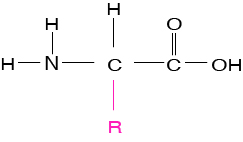 Level 2 - Amino Acid Structures - Memrise