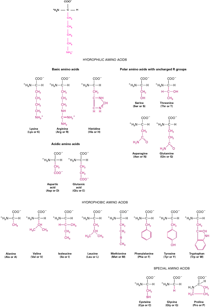 Level 6 - Amino Acid Structures, - Memrise